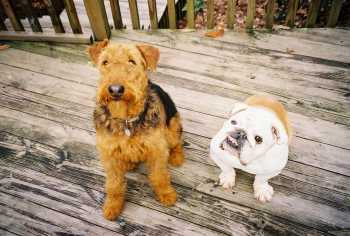 Buck and Oscar