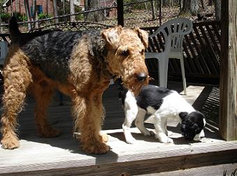 Buck and Oscar