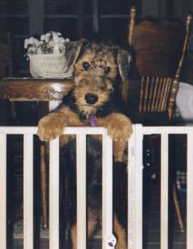 Lacey