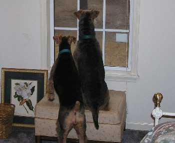Sam and Stella Keeping Watch