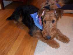 Teddy