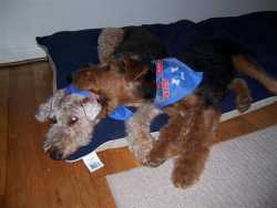 Teddy