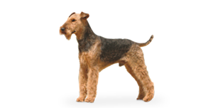 Airedale